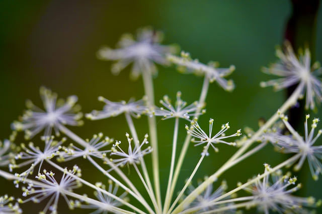 中津川の野草 シラネセンキュウの華麗な花
