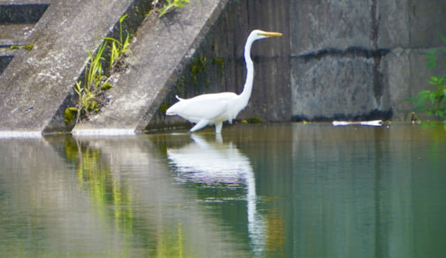 中津川の野鳥 水面に写る姿が美しいダイサギ border=
