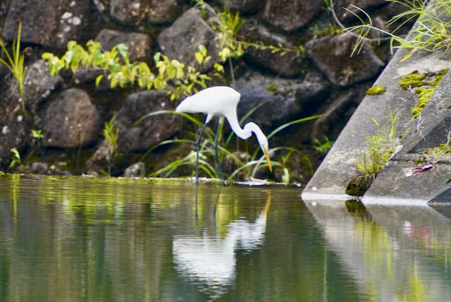 中津川の野鳥 水面に写る姿が美しいダイサギ