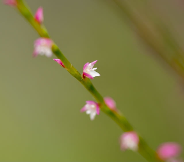 中津川の野草 ミズヒキの小粒で可愛らしい花が咲いている。 border=