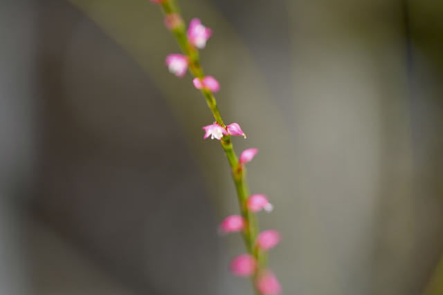 中津川の野草 ミズヒキの小粒で可愛らしい花が咲いている。