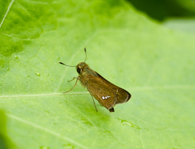 中津川の蝶々 セセリチョウの名前の由来は「せせる」からきています。 border=