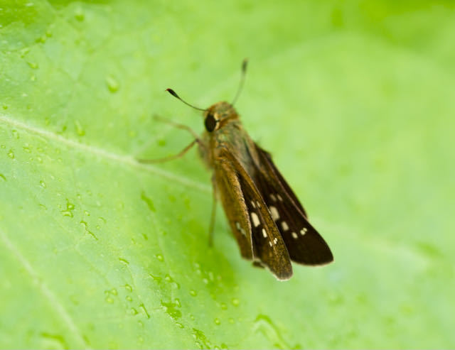 中津川の蝶々 セセリチョウの名前の由来は「せせる」からきています。