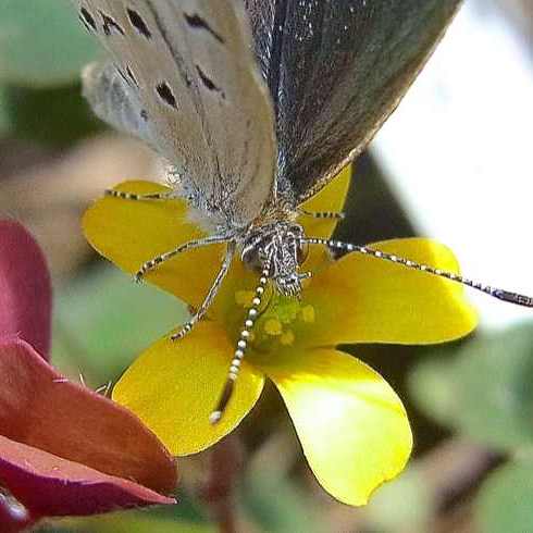 ヤマトシジミ蝶とカタバミの関係