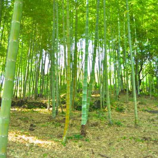 竹林の中、青竹の香りは涼やかだった。