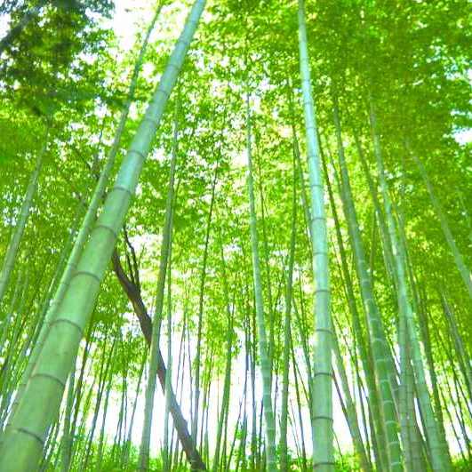 竹林の中、青竹の香りは涼やかだった。