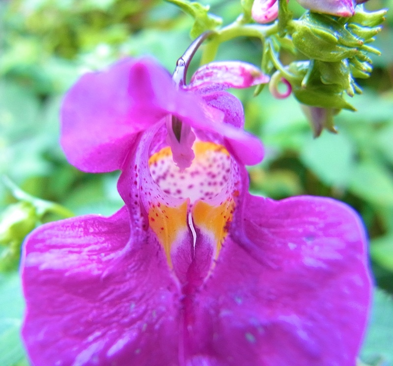 草花メッセージ  鮮やか赤紫のツリフネソウ