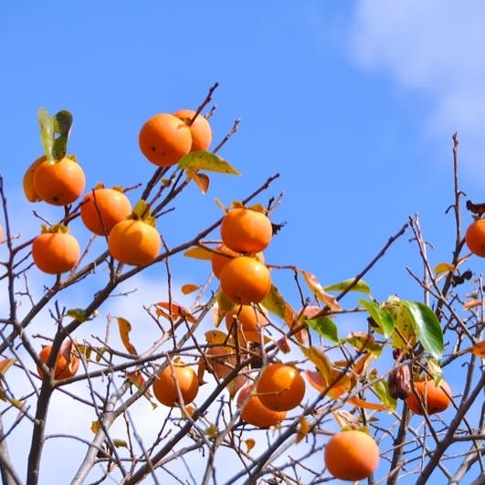 日本の秋、ふるさとの柿。