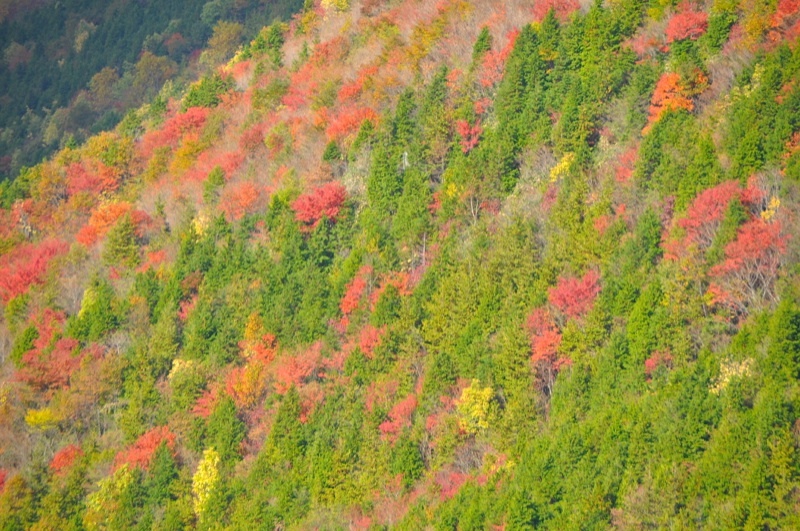 絶景！富士見台高原の紅葉。標高1000~1400付近