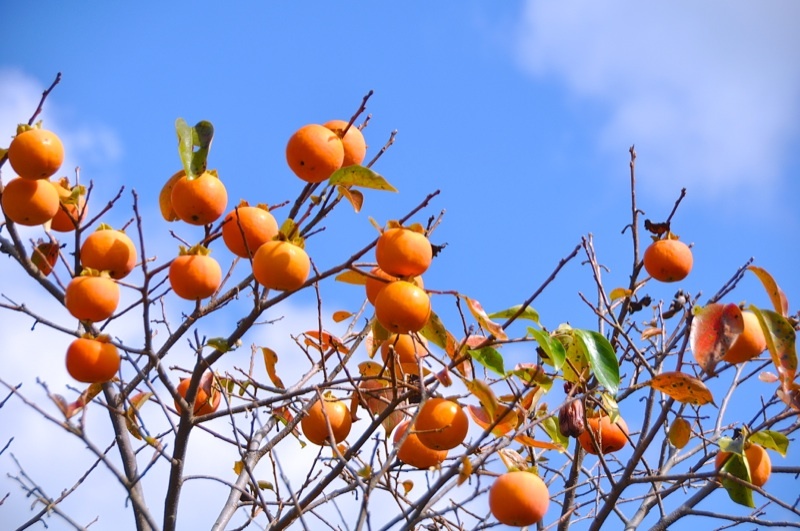 日本の秋、ふるさとの柿。