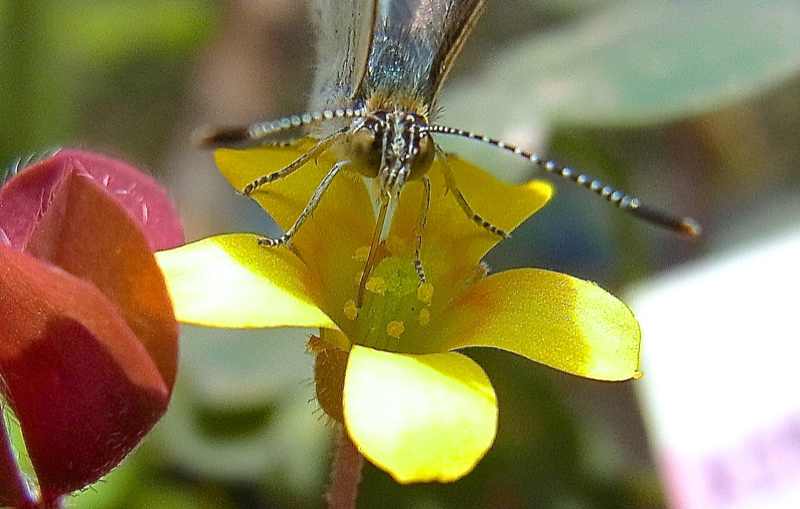 ヤマトシジミ蝶とカタバミの関係