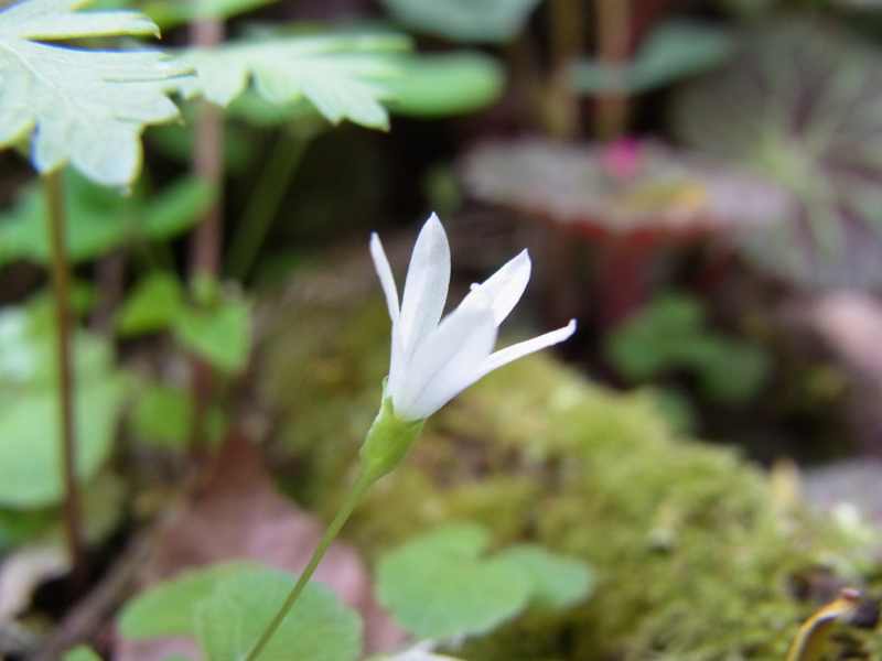 草花メッセージ 森の妖精 タニギキョウ