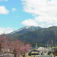 満開の桜と雪が残る恵那山