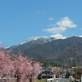 雪化粧の恵那山と満開のしだれ桜