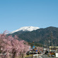桜と雪化粧の恵那山