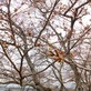 【中津川さくら情報】四ッ目川の桜が、ちらりほらりと･･･
