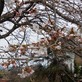 【中津川さくら情報】花曇の日が続きますね。今週末は咲き始めたお花見はいかが？