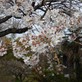 【中津川さくら情報】中津川に桜のベストシーズンがやってきました。