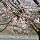 【中津川　花の季節】温かさに誘われて、桜がほころび始めました。
