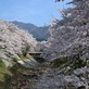 3月27日のてくてく中津川は...?間もなく4月。花の中津川をご案内。
